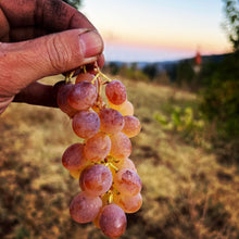 画像をギャラリービューアに読み込む, フェニックス・メルワ・スキンコンタクト 2022