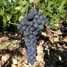 画像をギャラリービューアに読み込む, ドメーヌ・ド・バージュラス ルージュ 2016