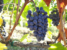 画像をギャラリービューアに読み込む, 9月21日の地上で