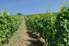 画像をギャラリービューアに読み込む, 9月21日の地上で