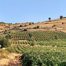 画像をギャラリービューアに読み込む, レブナット・ペットナット・ゴールド 2021