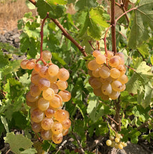 画像をギャラリービューアに読み込む, レブナット・ペットナット・ゴールド 2021